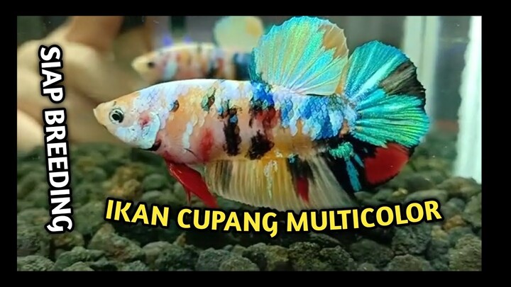 IKAN CUPANG MULTICOLOR SIAP BREEDING