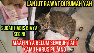 SEDIH BANGET BELUM SEMBUH KUCING INI TERPAKSA DI BAWA PULANG DARI KLINIK..!