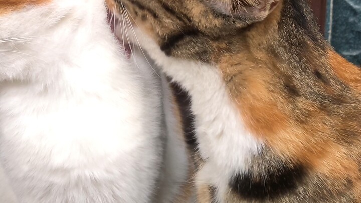 Saat si bos kucing terus menjilati bulunya sampai lelah