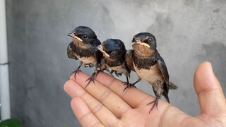 The tiniest swallow is already learning to fly—its very first attempt ended with it flat on the wall