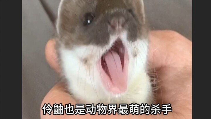 Musang terkecil di dunia, sekaligus hewan buas terkecil di dunia. Pembunuh dengan daya tarik kontras