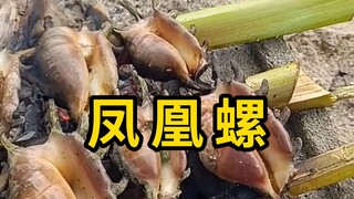 Phoenix conch, with retractable eyes!