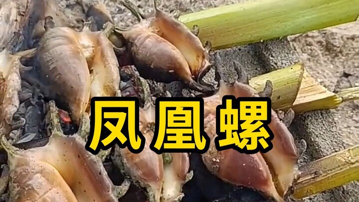 凤凰螺，长有可伸缩的眼睛！