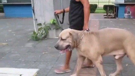 Mèo con: Nỗi khổ lang thang, mẹ sẽ gánh thay con!