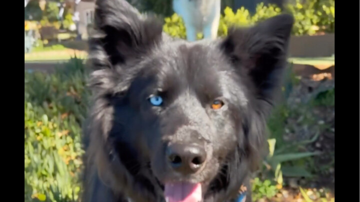 “Come take a look at some adorable puppy eyes!”