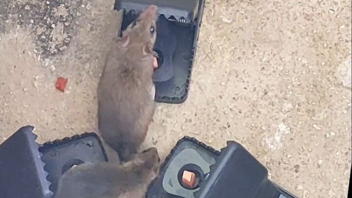 It’s really cruel to catch a big rat like this!