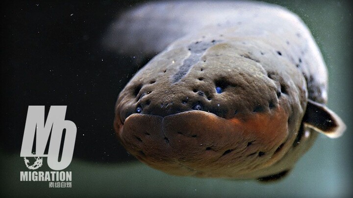 هل يمكن أن تقتل سمكة الأنقليس الكهربائي نفسها بصعق كهربائي من أنقليس كهربائي آخر؟؟