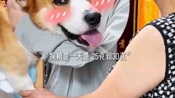 So dog food is just a snack—everything else is the main meal!