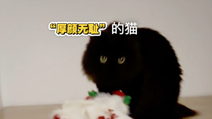 Is this the “most shameless” cat?