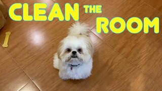 Cute Shih Tzu Dog Knows How To Clean The Room ( Cute & Funny Dog Video)