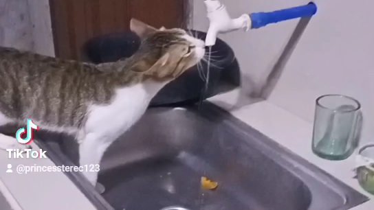 meow meow