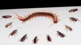 [Animals]A huge centipede fights with 10 cockroaches