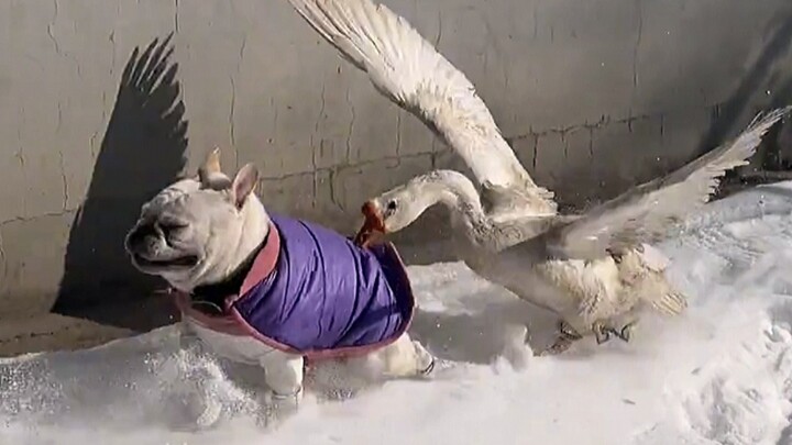 The first batch of dogs returning to the village are already having a blast!