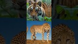 Tiger Vs Animal Kingdom