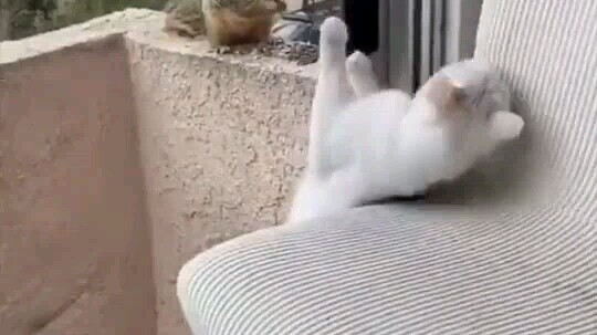 It took a month to earn the little squirrel’s trust, all just to help remove a thorn from its back.