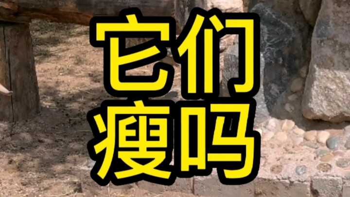 【สาระน่ารู้ไขข้อข้องใจ】วันนี้มาพูดถึงสัตว์แปลกๆ กัน