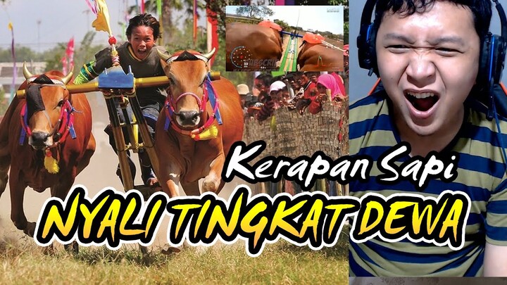 NAIK SAPI KERAPAN AMPUN NIH JOKI‼️