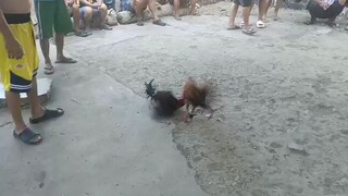 naka chamba