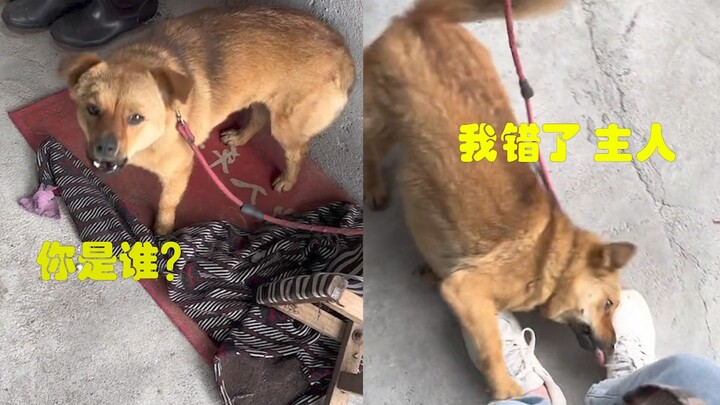 After a long absence, the mistress returns home and is met with “harsh words” from the dog. Once rec