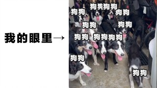 农场主来个小实验：农场里每只狗狗都知道自己的名字吗？