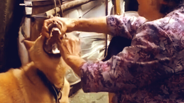 Ada satu jenis lapar, yaitu nenek merasa kamu lapar.