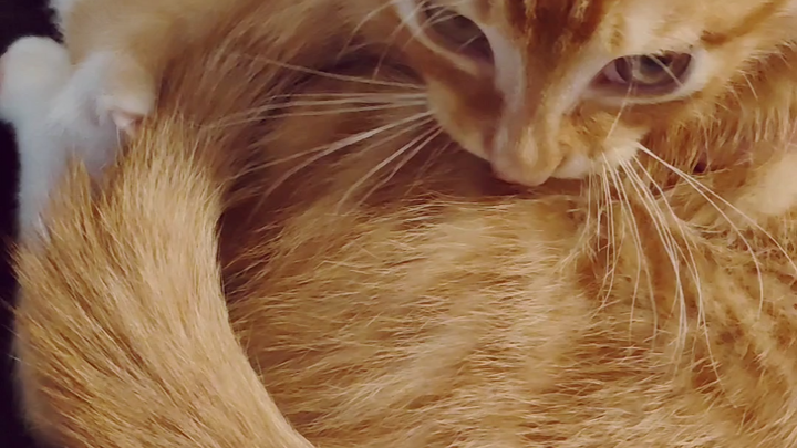 طريقة لعب جديدة تمامًا لذيل الصغير