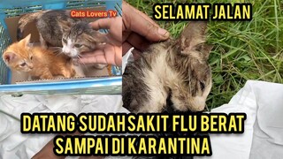 innalilahi wainnalilahi rojiun Selamat Jalan Teman Anak Kucing Lumpuh Meningga Dunia..!