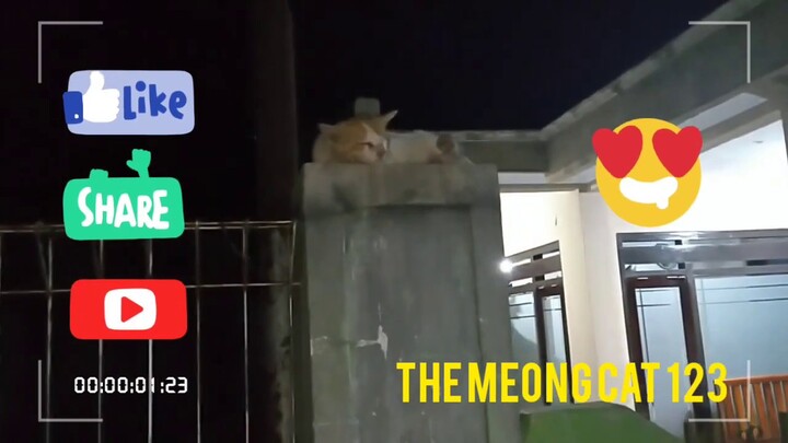 Keluarga kucing sedang istirahat, Apa yang terjadi kalau ada tikus lewat?