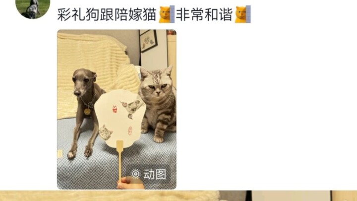 When the Dowry Dog Meets the Bridal Cat