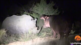 The hippo provoked the rhino and even used its horn to "pick its teeth," only to end up being chased