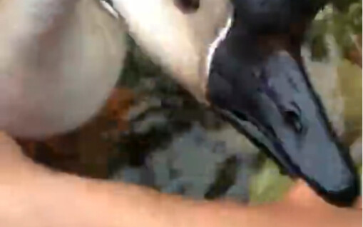 เป็ดย่างอร่อยมาก