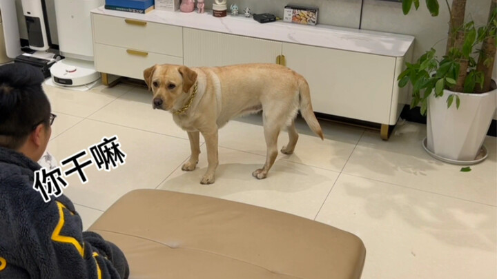 Anjing nonton TV aja udah bikin gue bingung nih