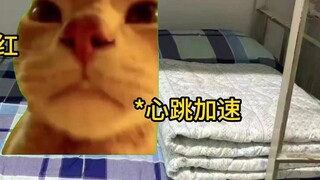 [Cat Meme] Tôi tập sức cầm nắm có sai không?