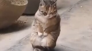 Cat: I'll Be Frozen Into Dog If Still No Furs On Me