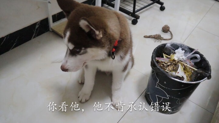 The pet parent ruined his girlfriend’s face mask and, to save himself, blamed it on the German Sheph