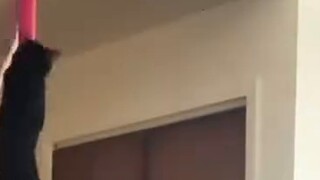 Tập múa cột cùng chú mèo đen nhỏ💃