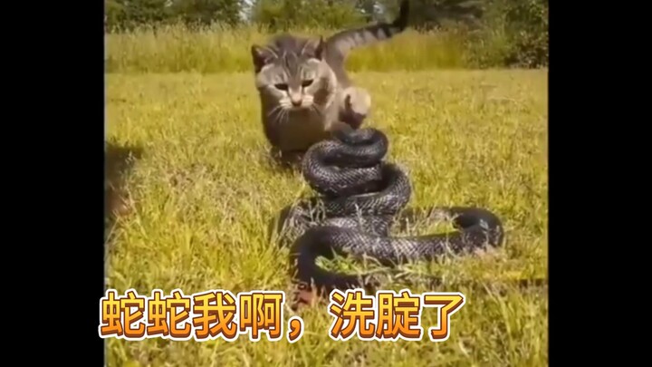 Snake, it’s me—today I finally washed my butt!