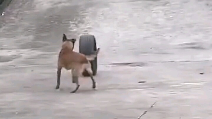 ชาวเน็ตพบสุนัขพันธุ์มาลินอยที่กำลังสนุกสนานกับตัวเอง โดยนำยางรถยนต์มาคล้องไว้ที่คอ แล้วปล่อยให้ยางกล