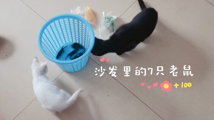 Tôi lôi ra 7 con chuột từ trên ghế sofa. Hai con mèo đen trắng cuối cùng cũng bắt đầu ăn thịt.