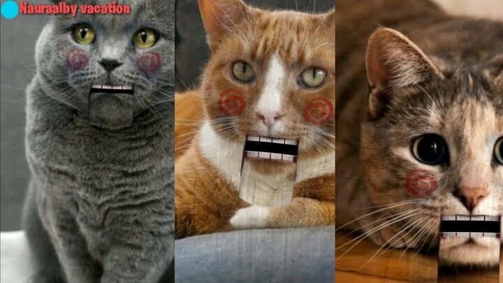 Kucing lucu jadi pinokio