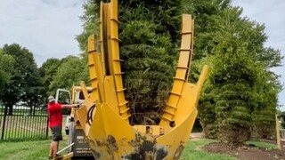 专业团队一次移栽26棵巨大的云杉，就这样打包带走再放下