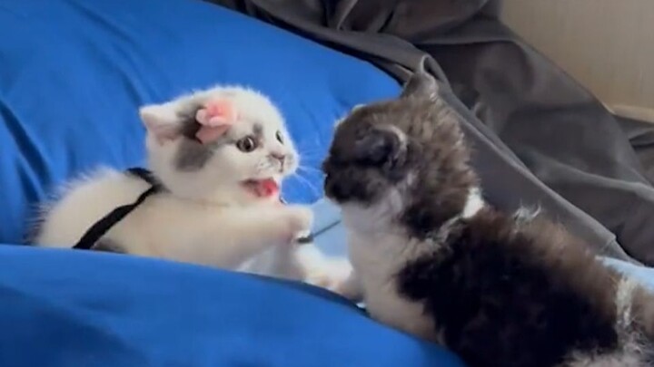 Stop! Kittens aren’t allowed to fight!