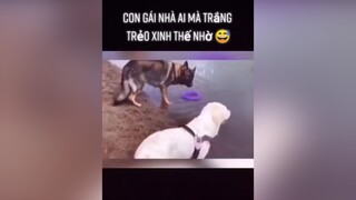 Con gái nhà ai mà xinh xắn, trắng trẻo thế nhờ 😅dog foryou fyp thucungvuinhon yeudongvat thucung pet