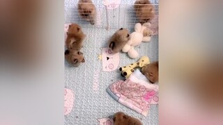 Nhà đông con 🥰 funny pet thucung chó_cưng