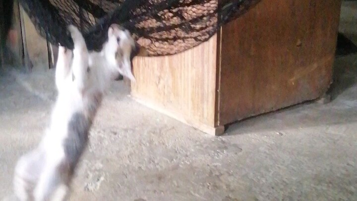 KYUT