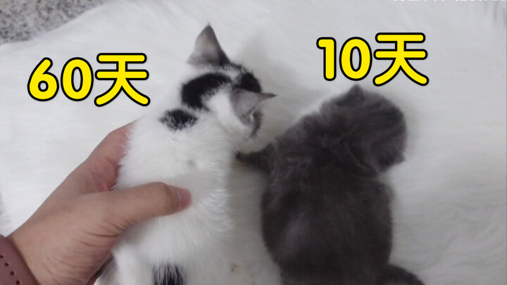 猫妈难产生巨婴，10天比60天的猫都胖！