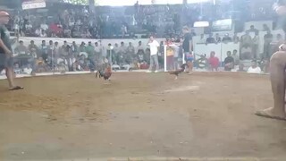 Khm lemon 84 Broodstag win igay cockpit arena sjdm.. Napalaban pa sa manok sabungan ;)