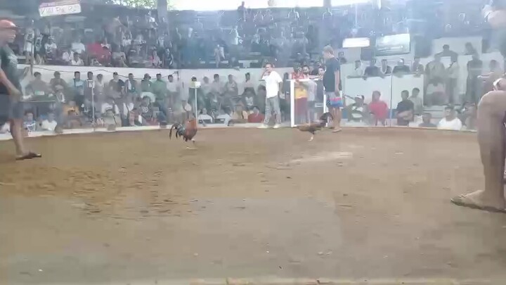 Khm lemon 84 Broodstag win igay cockpit arena sjdm.. Napalaban pa sa manok sabungan ;)