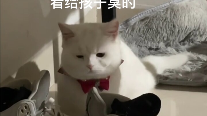 When a Guy Starts Raising a Cat