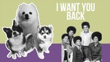 I Want You Back but Dogs Sung It (Doggos and Gabe)